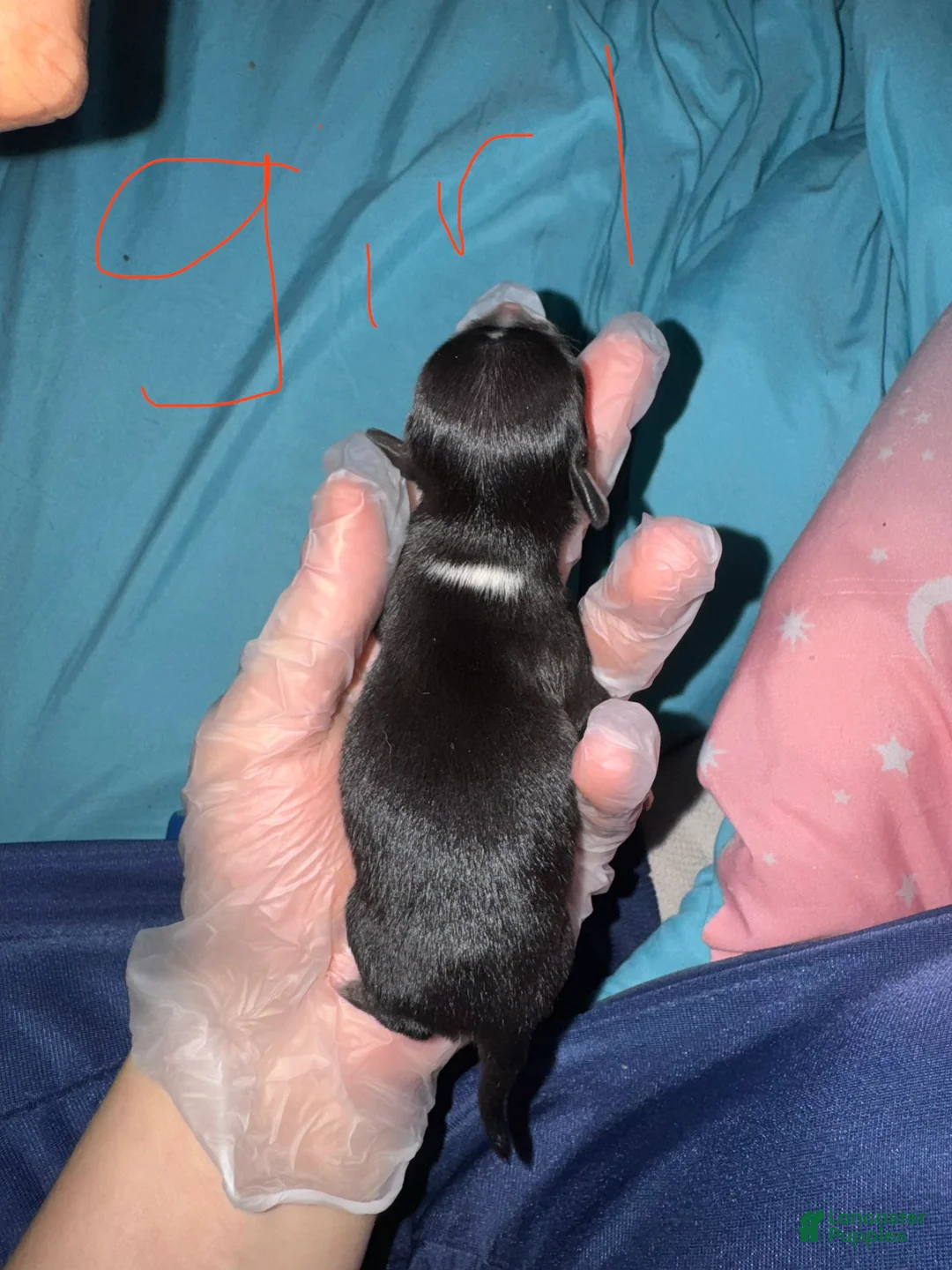 Chihuahua dogs for sale: Chihuahua Puppy 5 - Ad 1