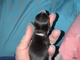 Chihuahua dogs Chihuahua Puppy 5 - Ad 12