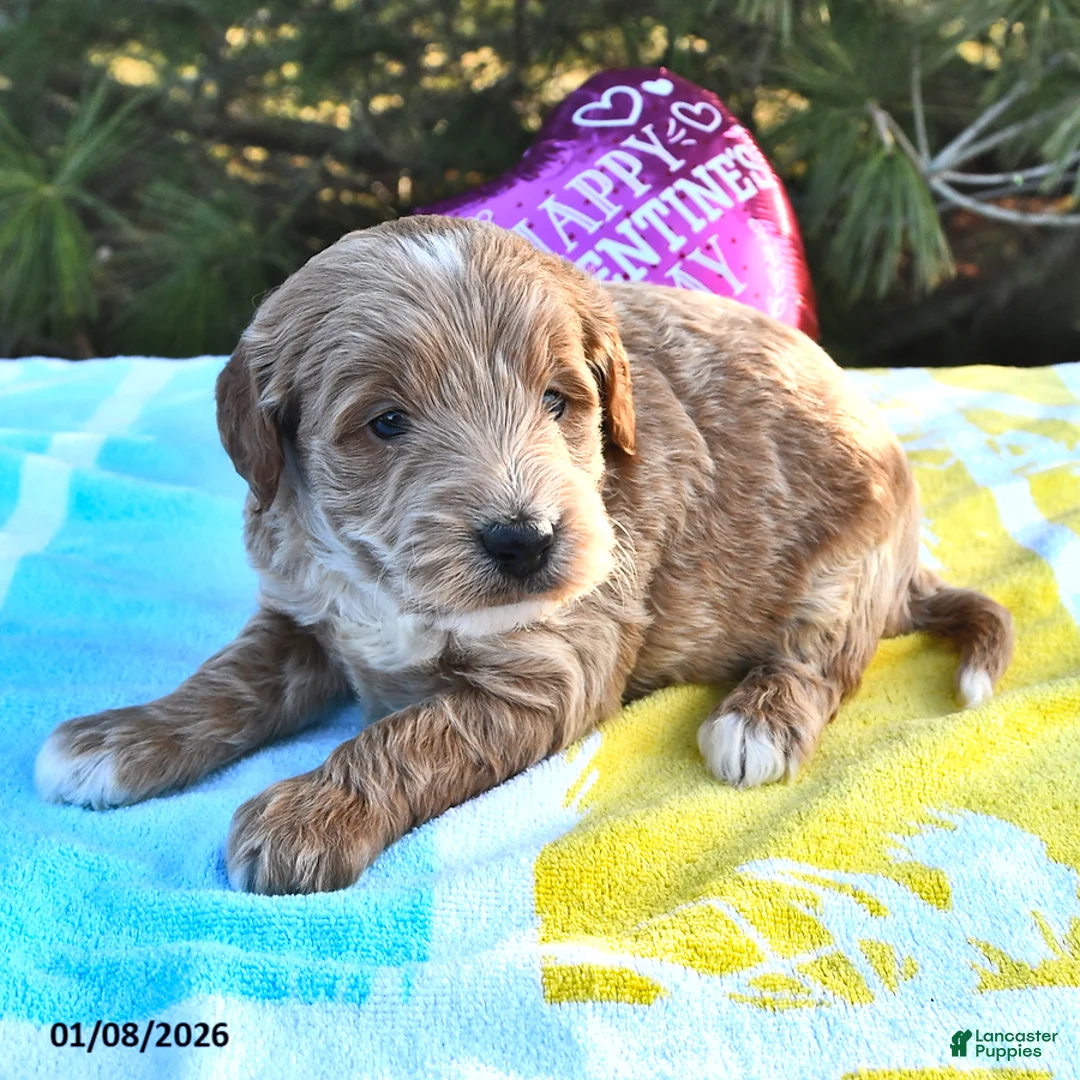 Mini Goldendoodle dogs for sale: Oliver - Ad 9