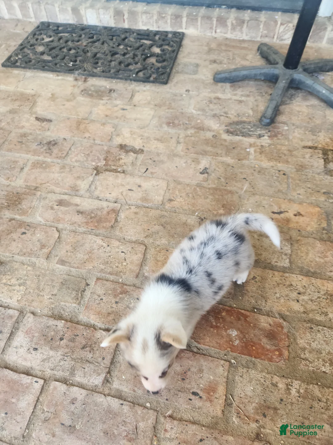 American Corgi dogs for sale: American Corgi 1 - Ad 2