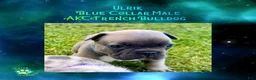 French Bulldog dogs for sale: Ulrik”Blue“Collar, Male - Ad 2
