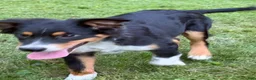 Miniature Australian Shepherd dogs for sale: Marshal  - Ad 4