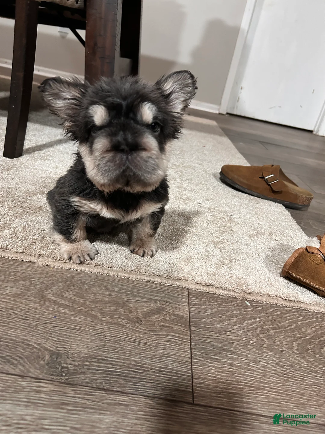 French Bulldog dogs for sale: Star - Ad 3