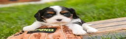Cavalier King Charles Spaniel dogs for sale: Tom - Ad 6