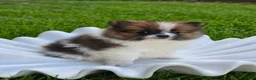 Pomeranian dogs for sale: Boy 2 - Ad 2