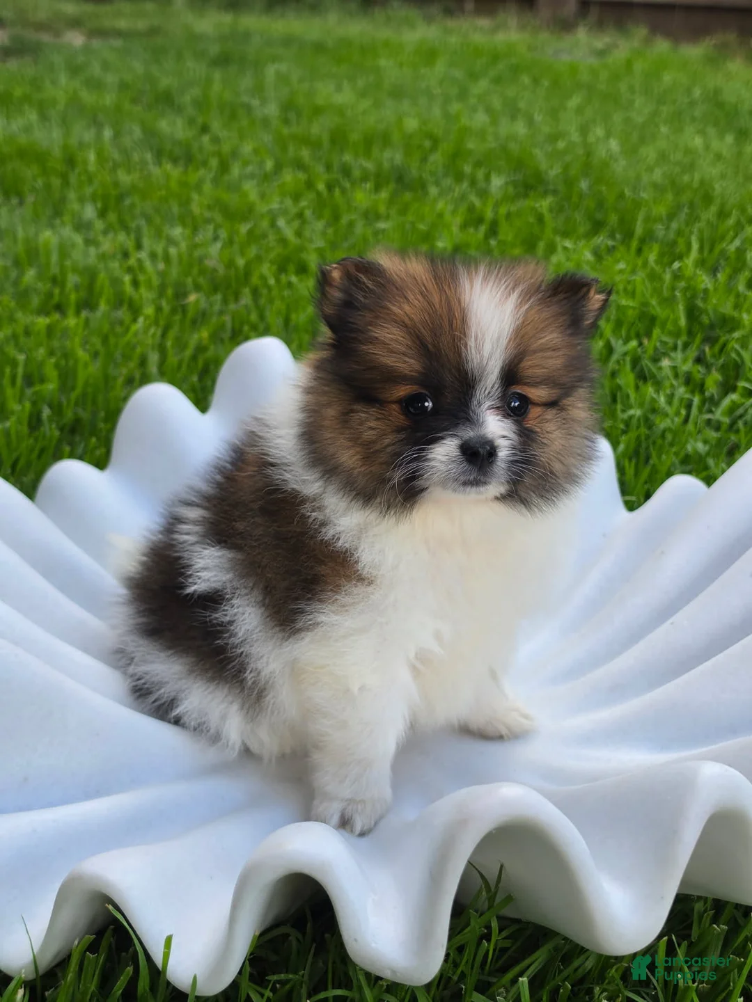 Pomeranian dogs for sale: Boy 2 - Ad 2
