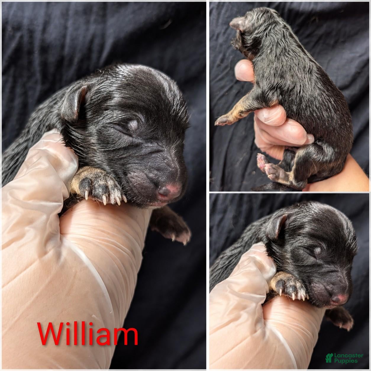 German Shepherd dogs William - Ad 1