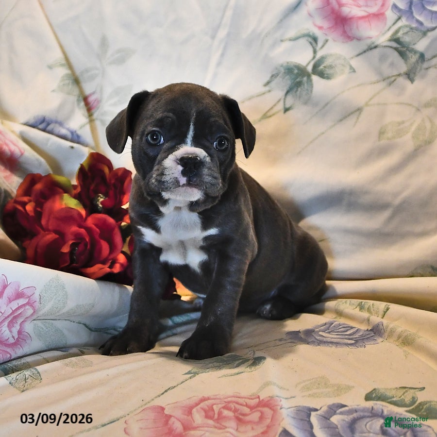 Frenchton dogs Misty - Ad 1