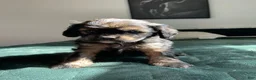 Cocker Spaniel dogs for sale: Nancy - Ad 2