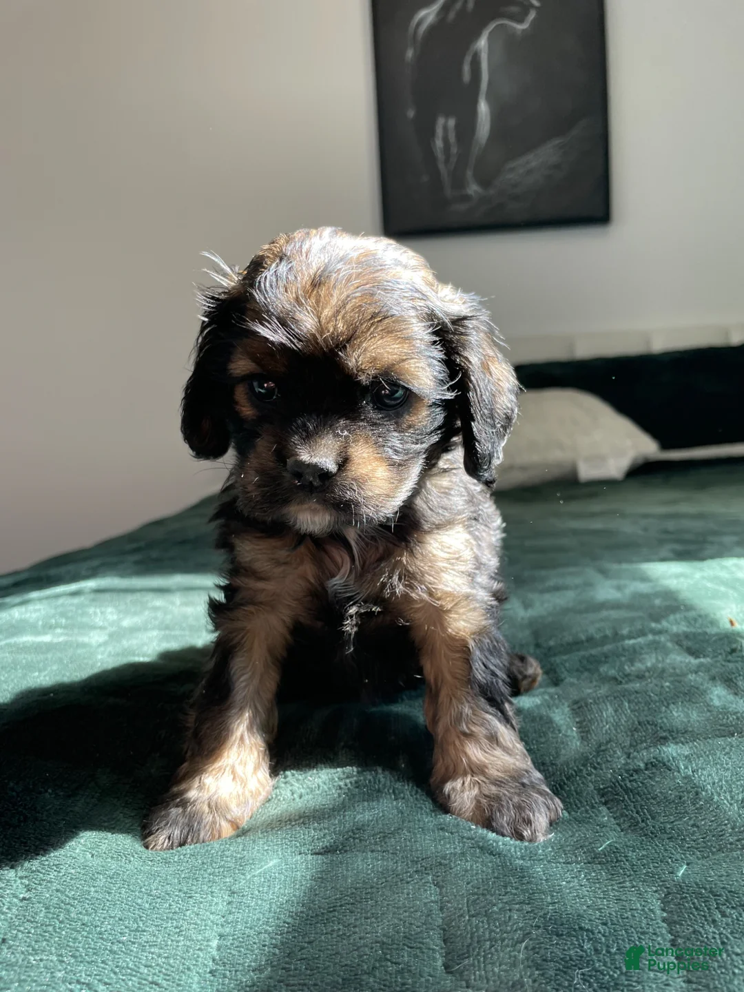 Cocker Spaniel dogs for sale: Nancy - Ad 2