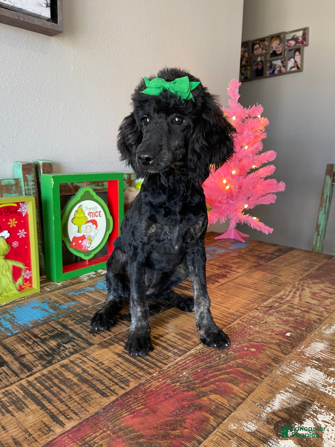 Miniature Poodle dogs for sale: Akc Clear Black Phantom Ellie - Ad 4