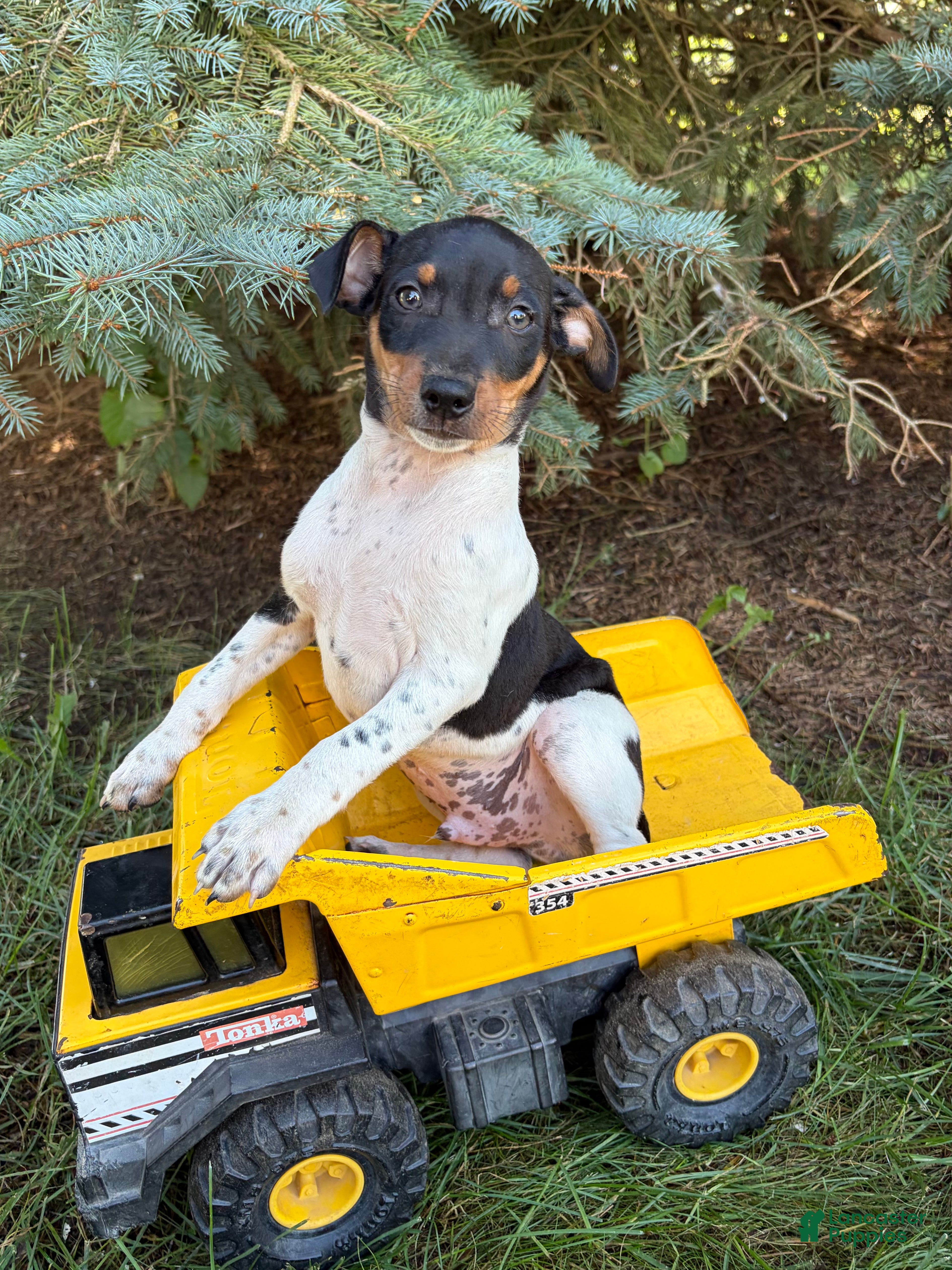 Rat Terrier dogs Rocco - Ad 1