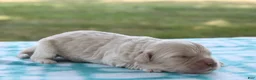 Mini Goldendoodle dogs for sale: Viking - Ad 11