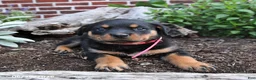 Rottweiler dogs for sale: Breeze - Ad 5