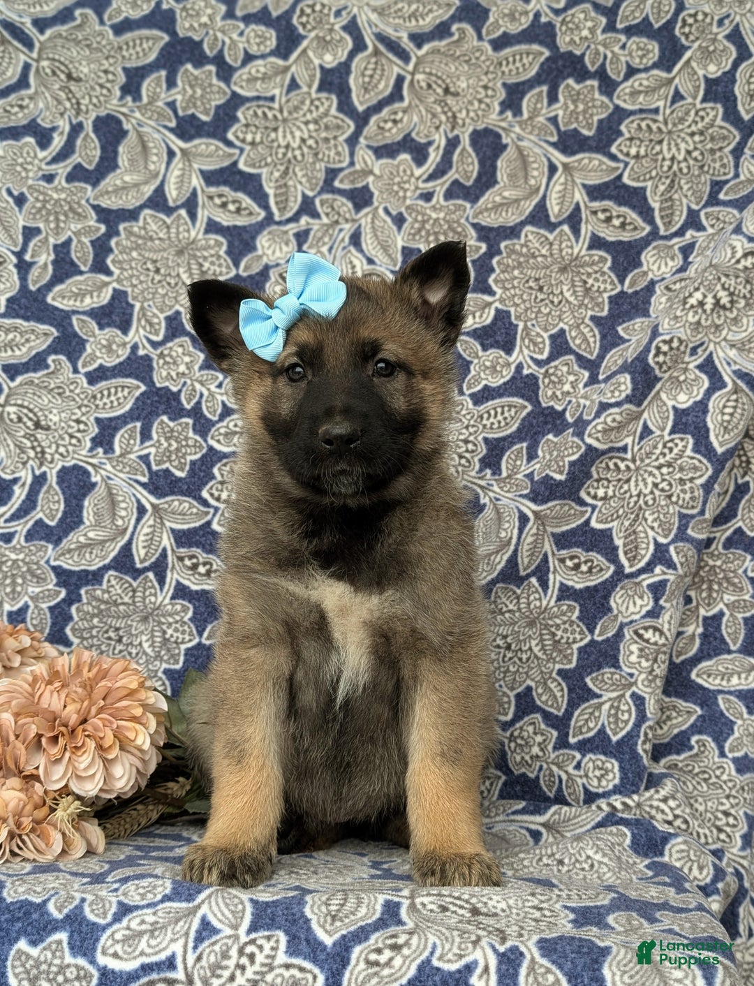 Mixed Breed dogs for sale: Dina - Ad 2