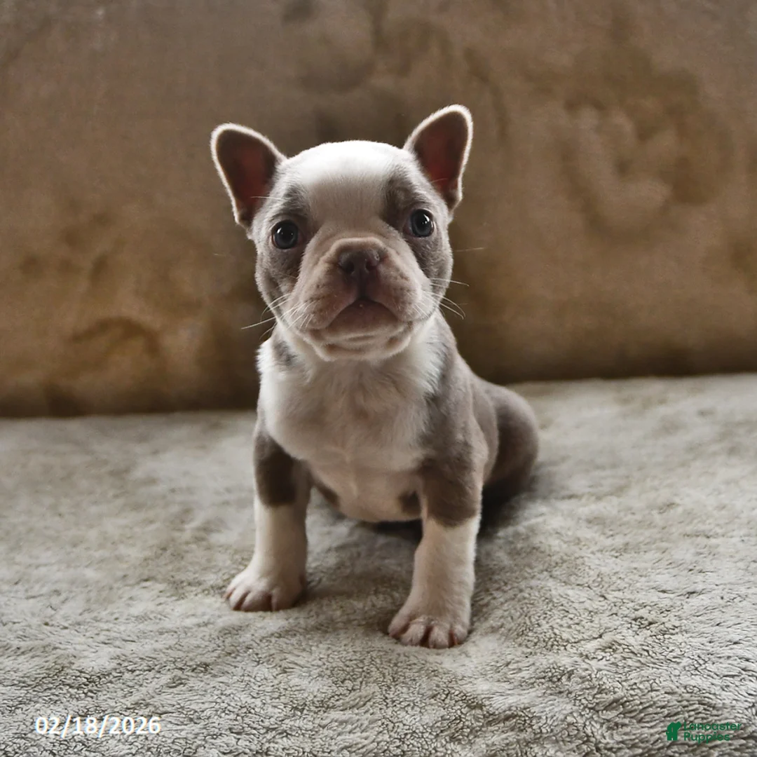 Boston Terrier dogs for sale: Latte - Ad 1