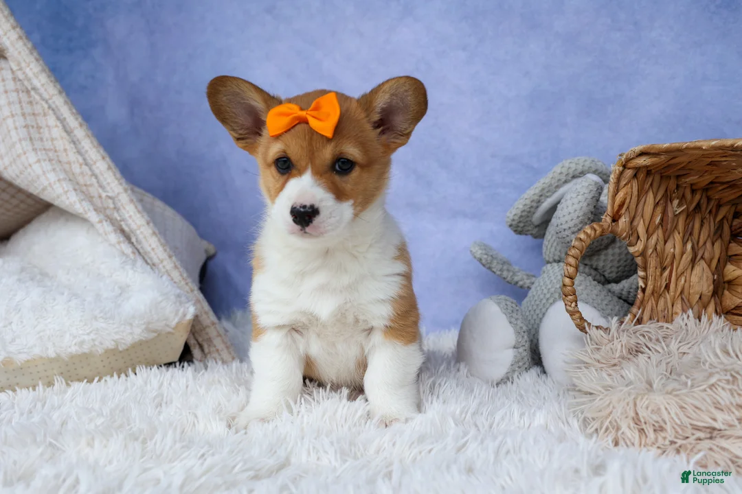 Welsh Corgi Pembroke dogs for sale: 🐾 MEET WIGGLES 🐶❤️ - Ad 1