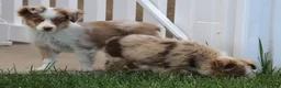 Toy Australian Shepherd dogs for sale: Cliff red merle - Ad 2