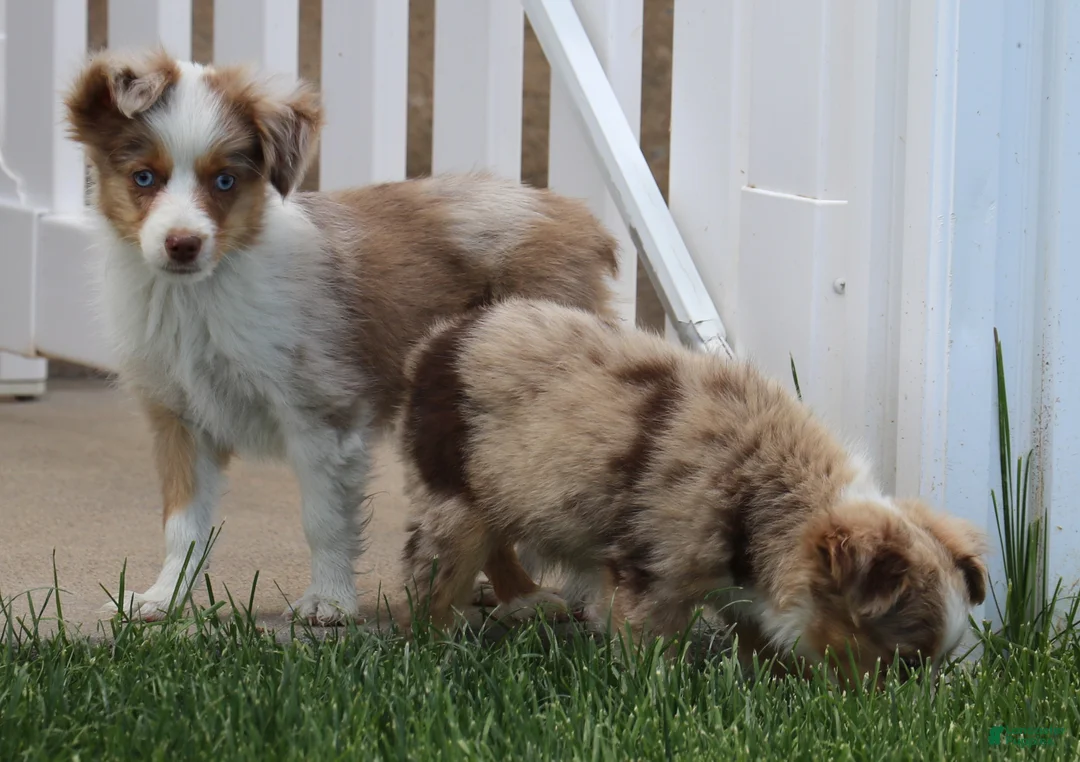 Toy Australian Shepherd dogs for sale: Cliff red merle - Ad 2