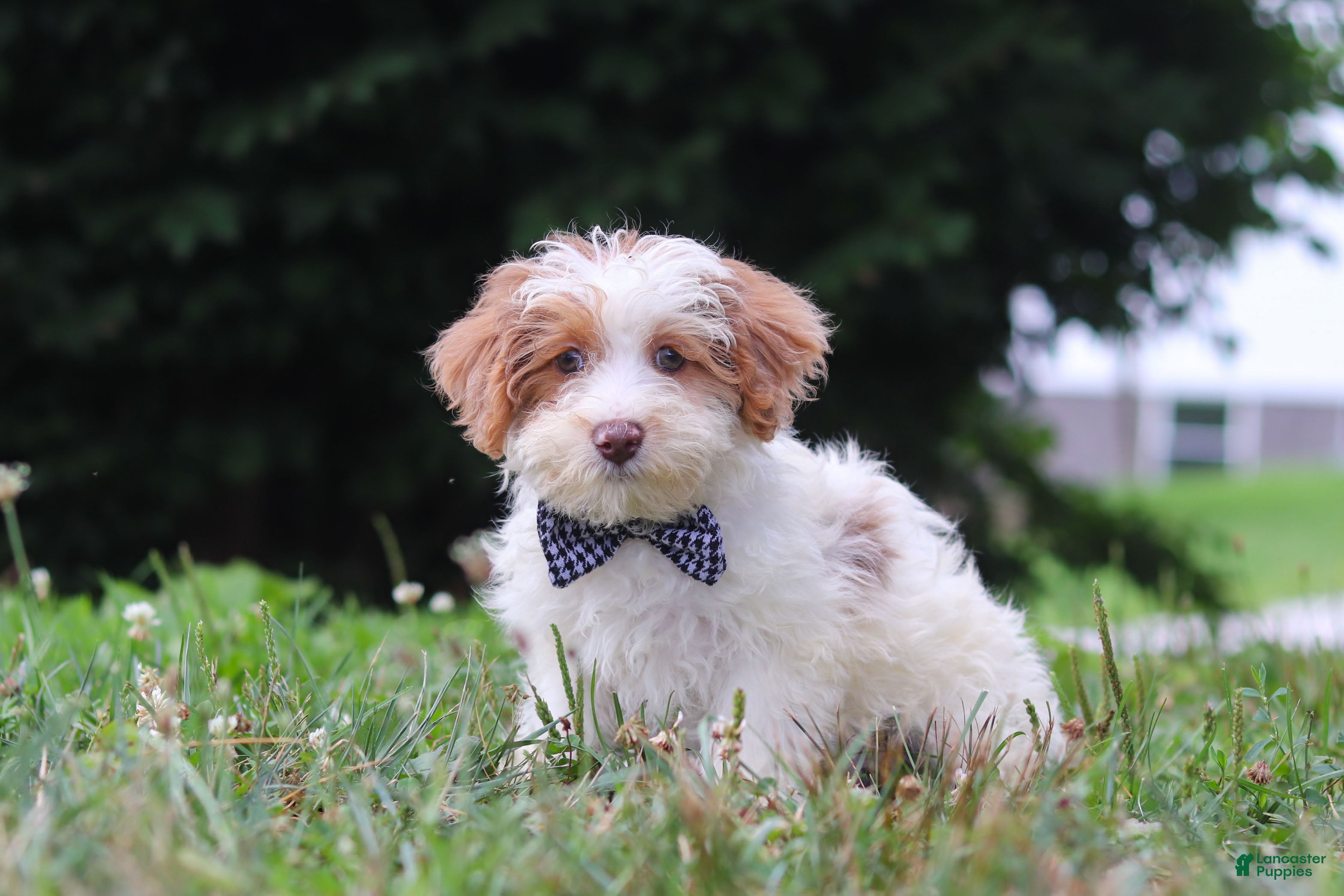 Yorkiepoo dogs Oreo - Ad 2