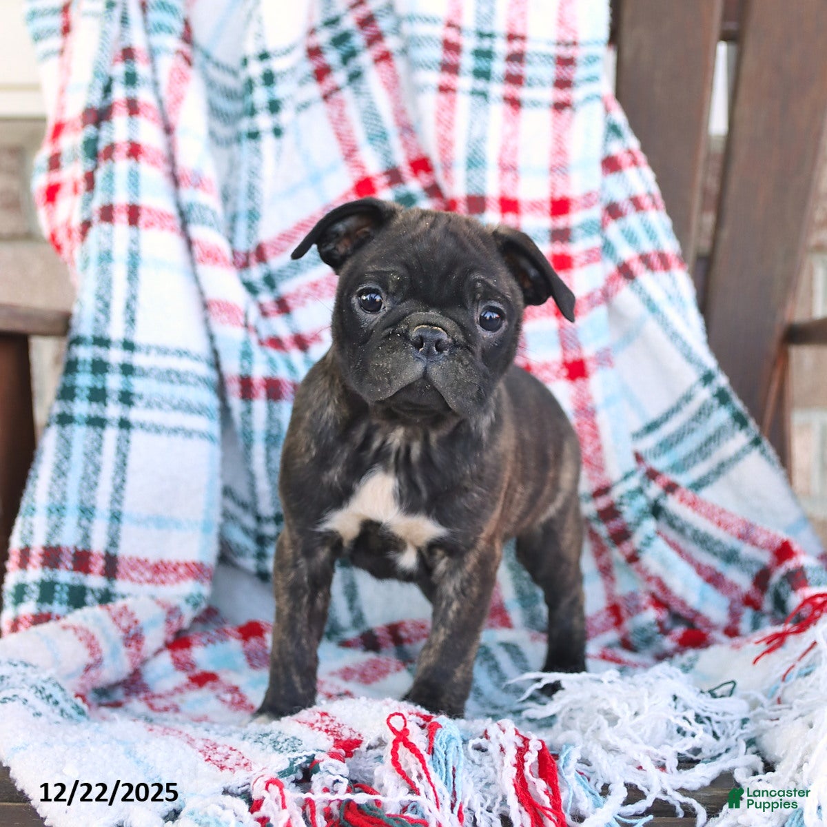 Mixed Breed dogs Jade - Ad 36