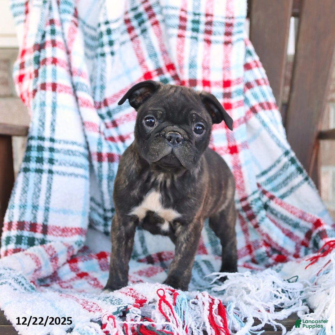 Mixed Breed dogs for sale: Jade - Ad 1