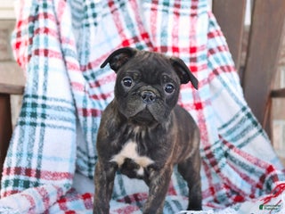 Mixed Breed dogs Jade - Ad 36