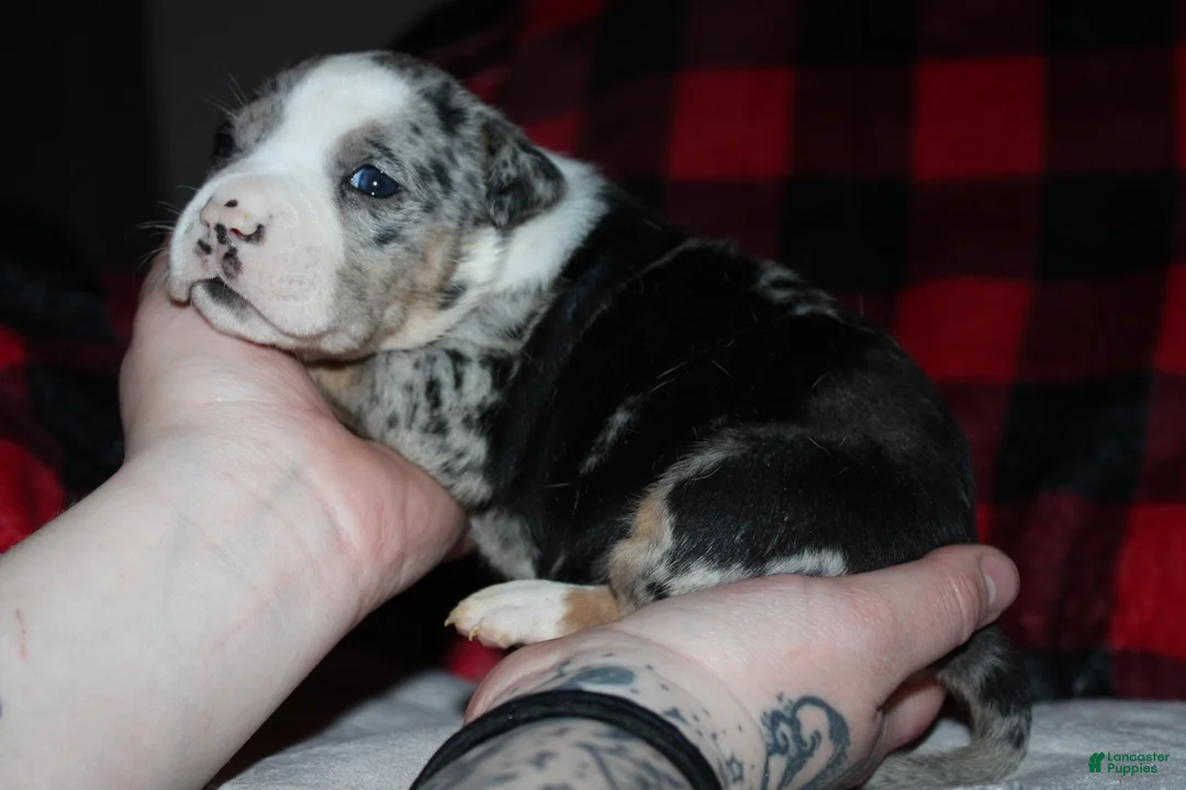 American Bully dogs for sale: Daisy Doo - Ad 1