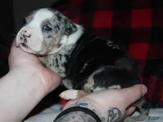 American Bully dogs for sale: Daisy Doo - Ad 4