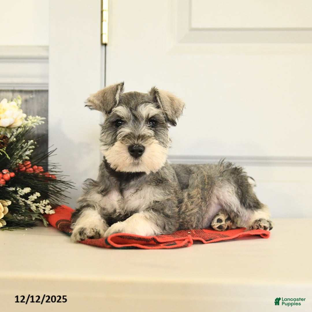 Miniature Schnauzer dogs for sale: Dasher - Ad 4