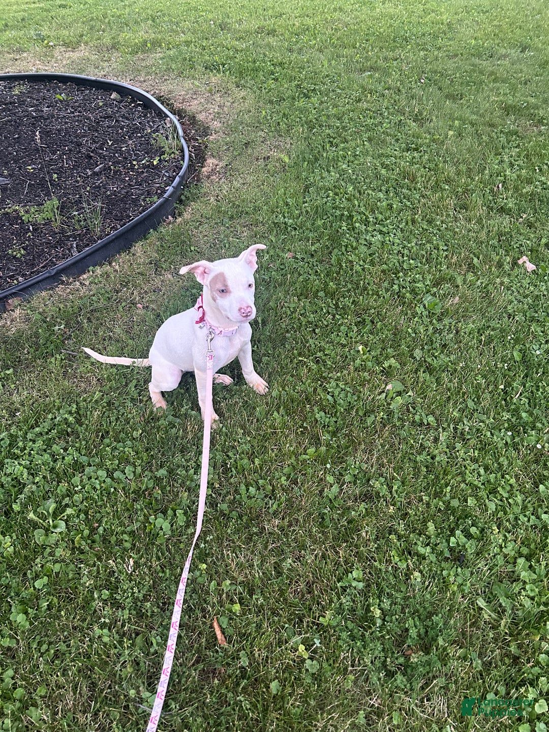 Mixed Breed dogs for sale: Mixed Breed Puppy 1 - Ad 2