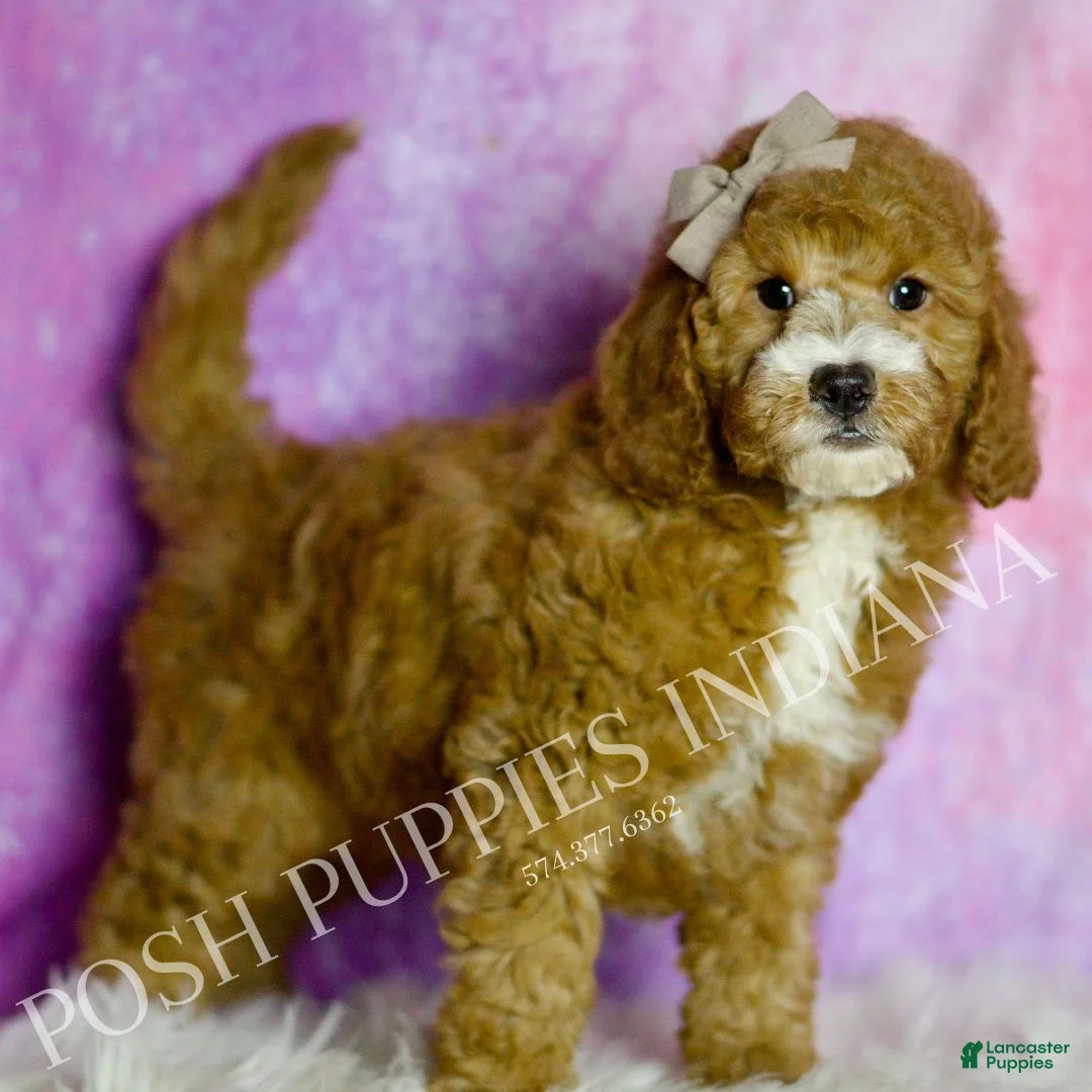 Mini Goldendoodle dogs for sale: Frodo - Ad 3