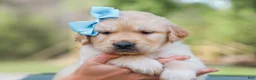 Golden Retriever dogs for sale: Arnette ACA Golden Retriever Pup - Ad 3