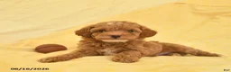 Toy Poodle dogs for sale: Paddington - Ad 4