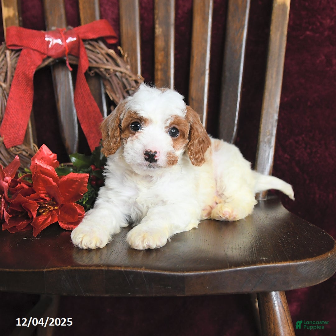 Cavapoo dogs for sale: Michael - Ad 3