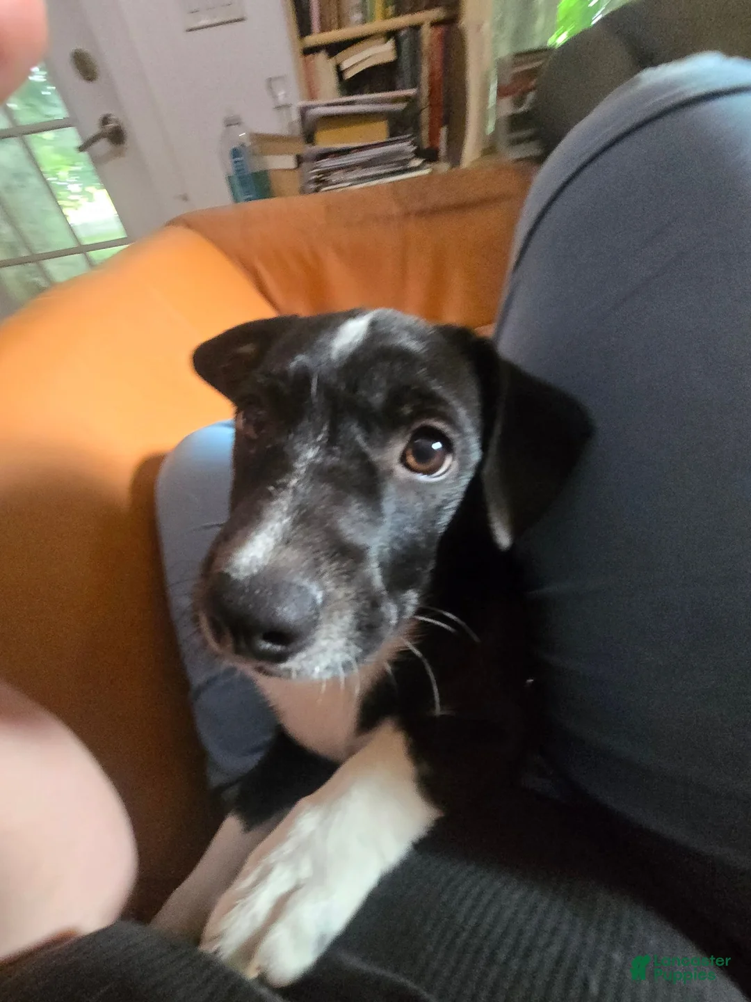 Mixed Breed dogs for sale: R.C Cola - Ad 2