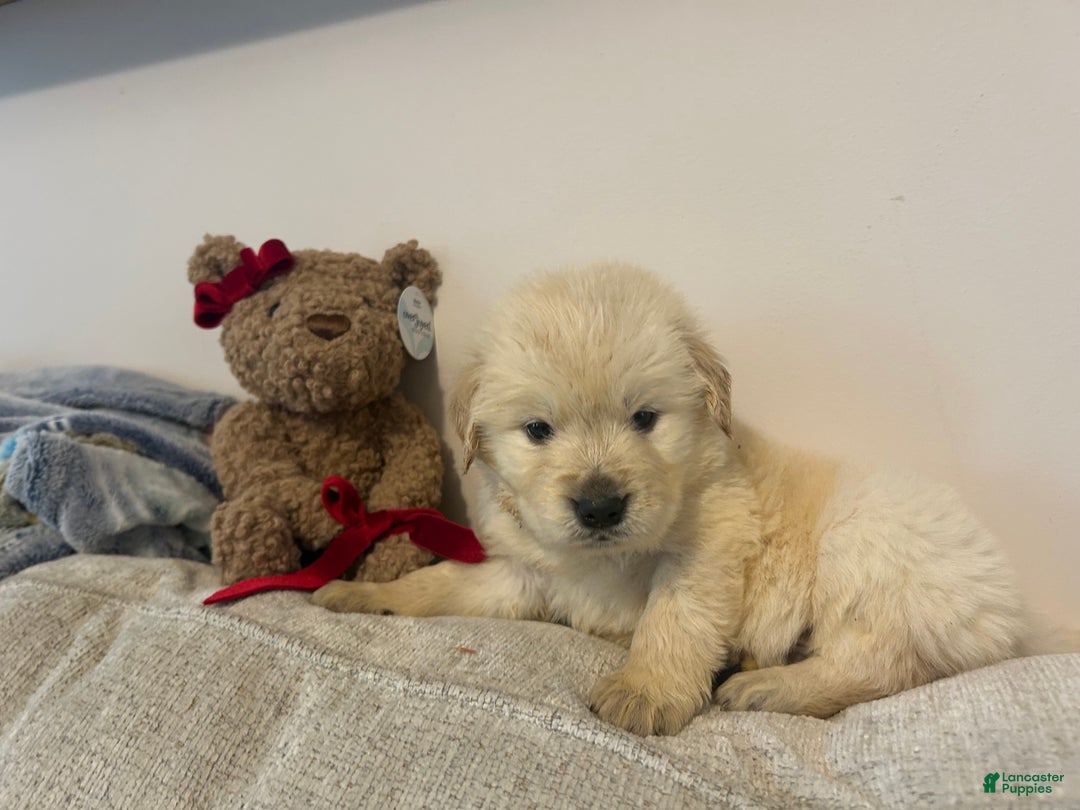 Golden Retriever dogs for sale: Jupiter  - Ad 4