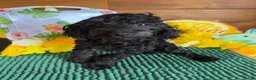 Cockapoo dogs for sale: Rocky - Ad 2