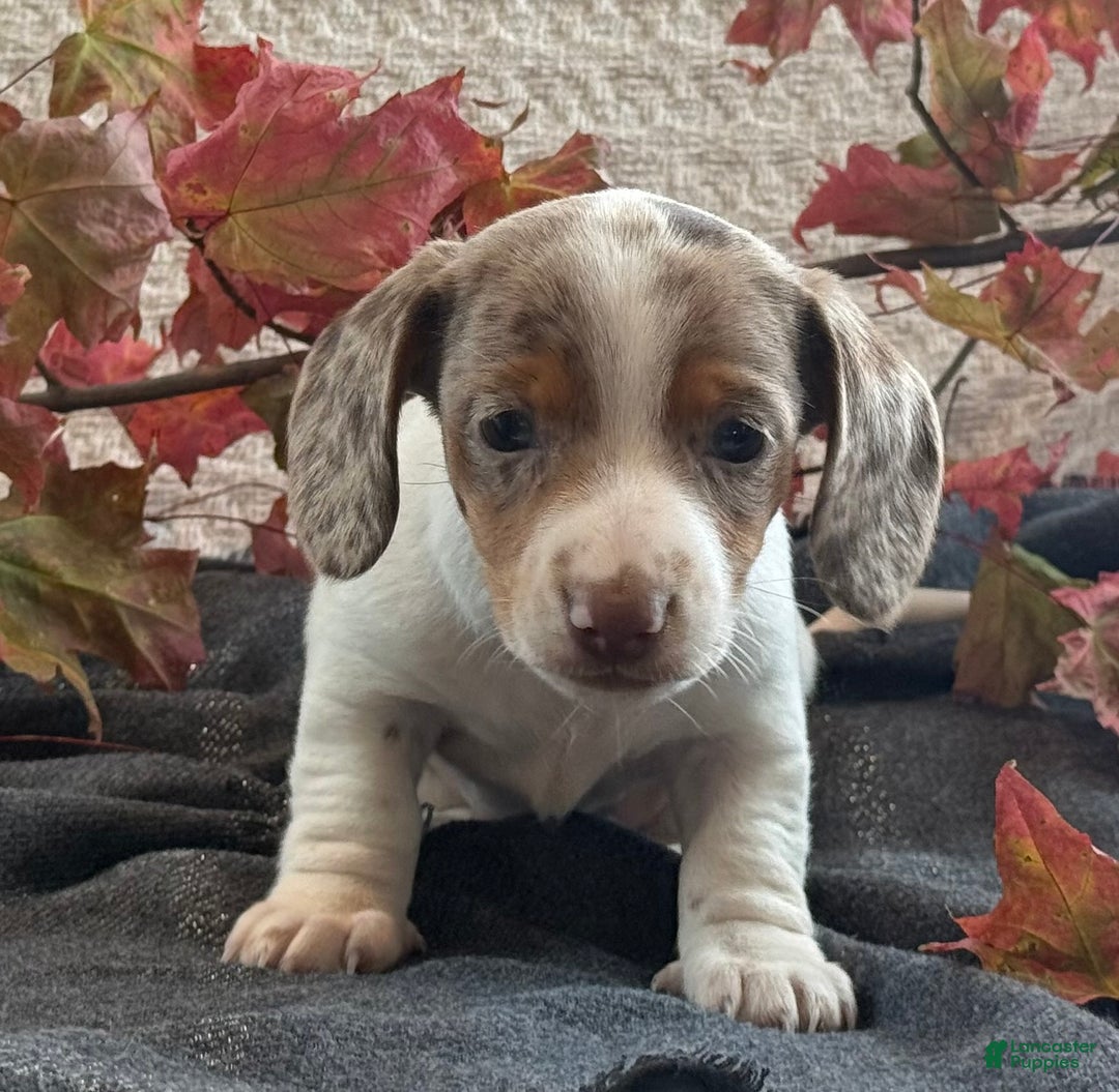 Miniature Dachshund dogs for sale: Freckles  - Ad 4