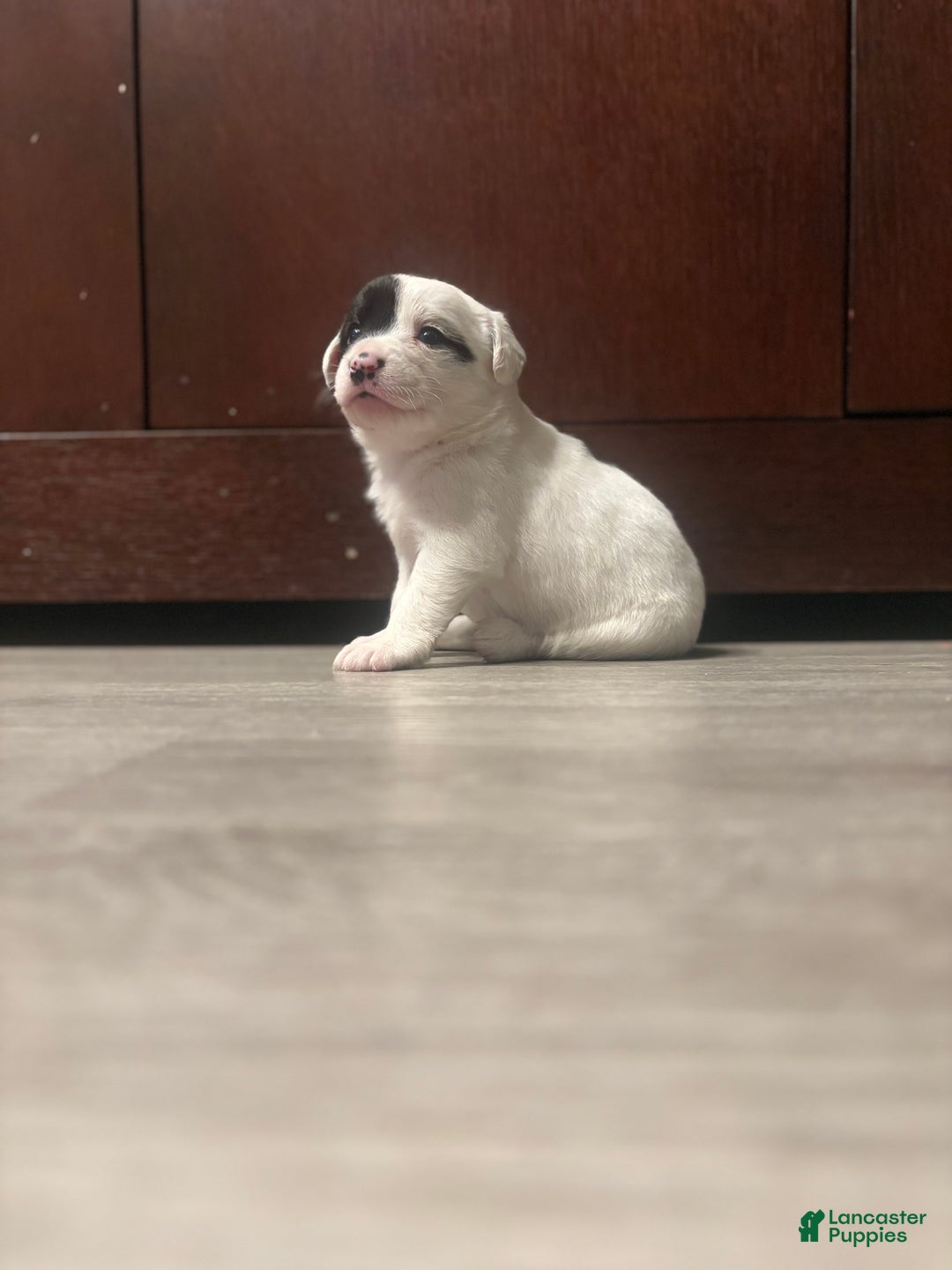 Mixed Breed dogs for sale: Mixed Breed Puppy 4 - Ad 7