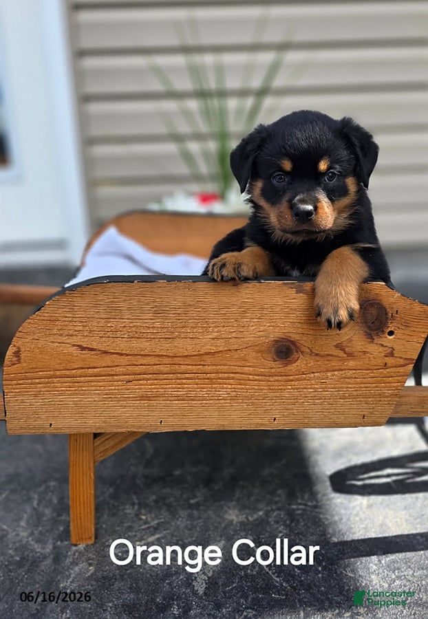 Rottweiler dogs Twila - Ad 21