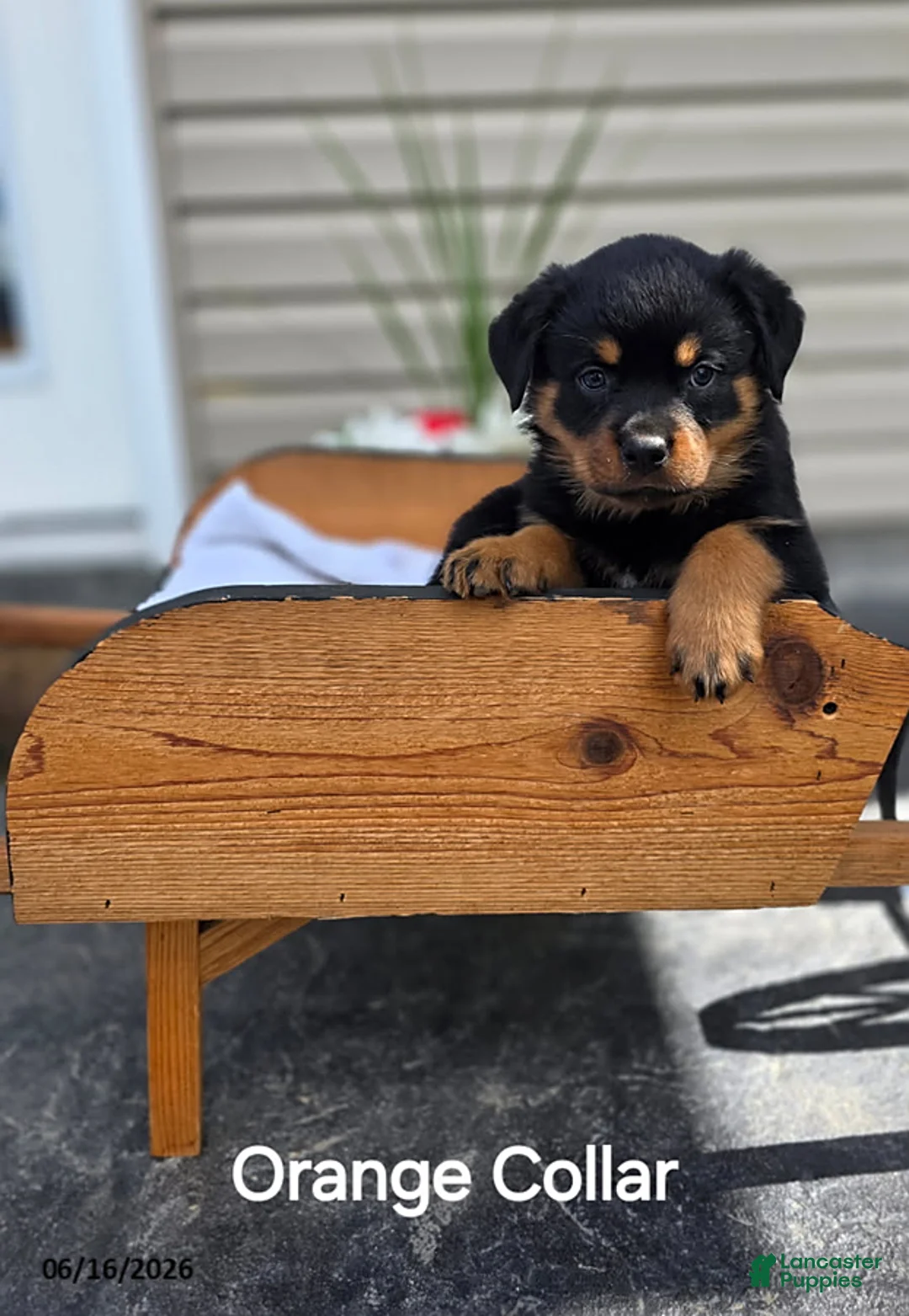 Rottweiler dogs for sale: Twila - Ad 1