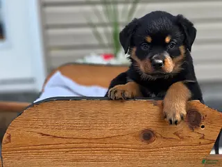 Rottweiler dogs Twila - Ad 21