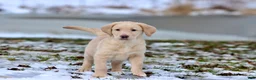 Labrador Retriever dogs for sale: Sprite - Ad 2