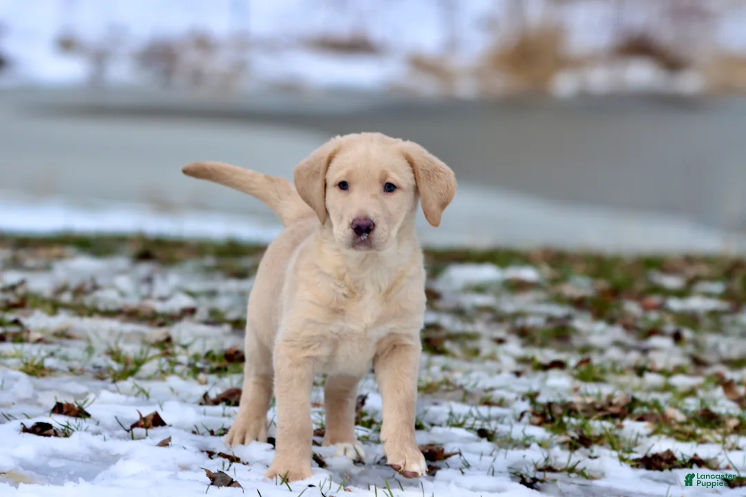 Labrador Retriever dogs for sale: Sprite - Ad 2