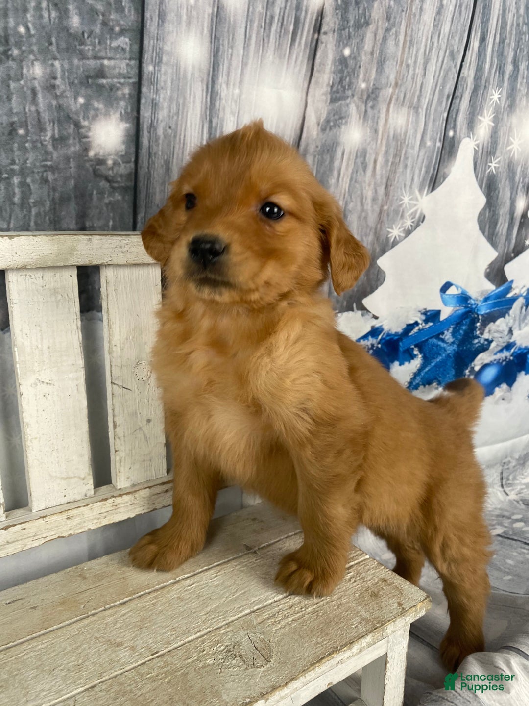 Golden Retriever dogs for sale: Betty - Ad 5