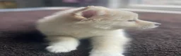 Alaskan Klee Kai dogs for sale: Lady Alona (Lady) - Ad 12