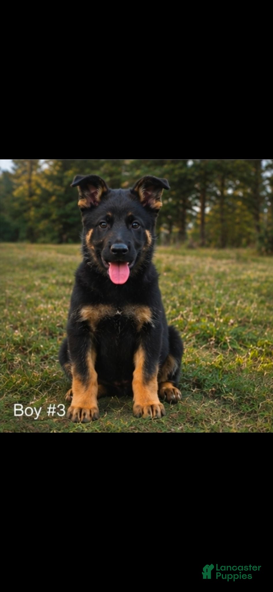 Mixed Breed dogs Mixed Breed 1 - Ad 13