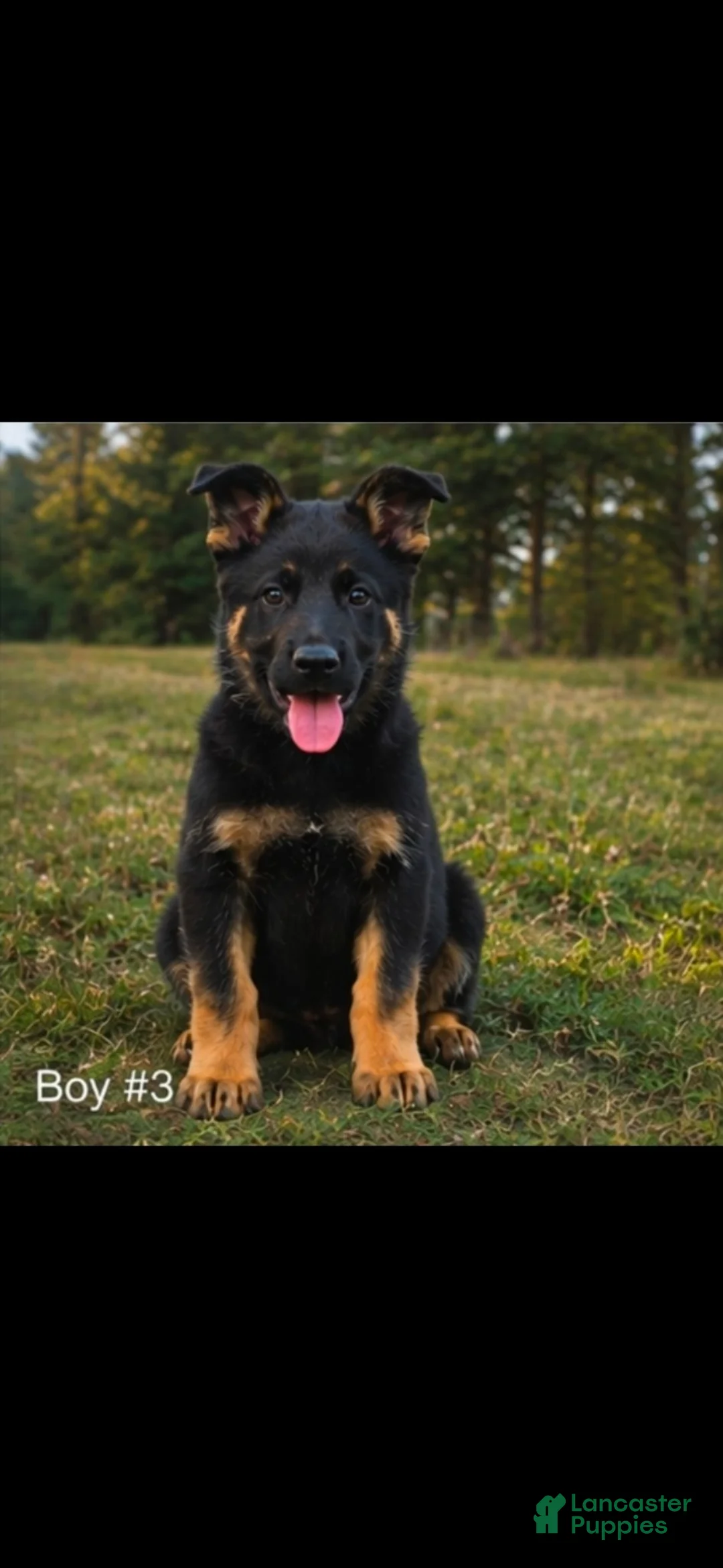 Mixed Breed dogs for sale: Mixed Breed 1 - Ad 1