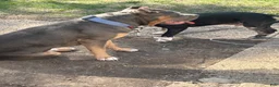 American Bully dogs for sale: American Bully 2 - Ad 3